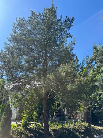 The image depicts a sunny day in Zakharovo, Russia, featuring a large pine tree as the central subject. The tree's branches, laden with needles and cones, extend upwards against a clear blue sky. Surrounding the pine tree are various other trees and lush green foliage, creating a dense, natural environment. In the background, a white structure, possibly a building or tent, is partially visible, along with hints of a wooden fence. The ground beneath the trees is covered in grass and soil, with some areas appearing recently disturbed. The overall scene is one of a natural outdoor setting, possibly a garden or park, bathed in bright sunlight.
