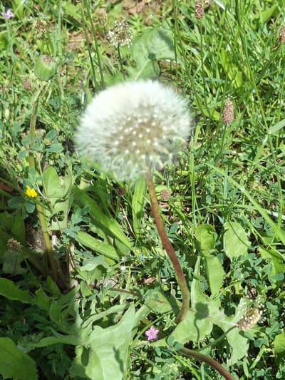 The image is a close-up, outdoor, eye-level shot of a dandelion seed head with a brown stem, set against a background of green grass and other foliage. The dandelion is in focus in the center of the frame, with its fluffy white seeds radiating outwards. Other plants, including a closed green bud and a small yellow flower, are visible in the lower left portion of the image. The environment appears to be a natural setting, possibly a park or a field. No people are present in the image.