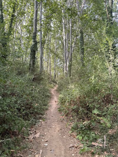 A narrow dirt path winds through a dense forest in Can Marquès, Spain. The path is bordered on both sides by thick undergrowth and tall trees with ivy climbing their trunks. The ground of the path is littered with dry leaves and twigs. Sunlight filters through the canopy, creating dappled light on the path and vegetation. The overall scene depicts a natural, somewhat wild environment within a forest setting. There are no people or visible animals in the image.