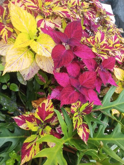 This close-up image showcases a vibrant and lush arrangement of colorful foliage plants, likely in a garden or container setting in Veren, Bulgaria. The primary subjects are several varieties of Coleus (Solenostemon scutellarioides) and another plant with large green leaves.
Dominating the upper left and central portions are large, bright yellow to lime-green Coleus leaves, some exhibiting subtle purple veining. To their right and center, clusters of deep magenta and burgundy Coleus leaves add a rich contrast, with certain leaves displaying darker, almost black, centers. Scattered throughout the composition are variegated Coleus leaves, featuring intricate patterns of yellow, lime green, and burgundy-red.
In the lower and left areas of the frame, large, deeply lobed, glossy green leaves, possibly from a Philodendron species, provide a dark green backdrop, adding depth and texture to the arrangement. The plants appear healthy and well-hydrated. The lighting suggests natural daylight, illuminating the vivid hues without harsh shadows. No activity is taking place, and there is no visible text.