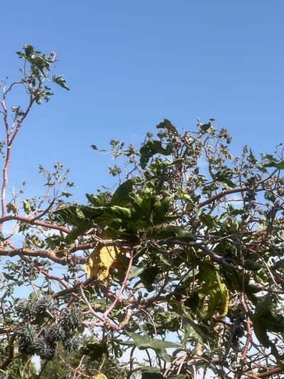 The scene, located in Bar Gada, Nigeria, depicts the upper portion of a plant, identified as *Ricinus communis* (castor bean), against a clear, cloudless bright blue sky. The plant features reddish-brown, somewhat gnarled branches. Foliage consists of large, multi-lobed green leaves; some leaves exhibit yellowing and minor desiccation. Numerous clusters of spiky, spherical fruits, ranging in color from dark green to purplish-black, are prominently visible throughout the branches. Smaller, developing fruit structures are also present. No individuals, animals, or artificial objects are discernible within the frame. The environment consists solely of the plant under direct sunlight and an open sky.