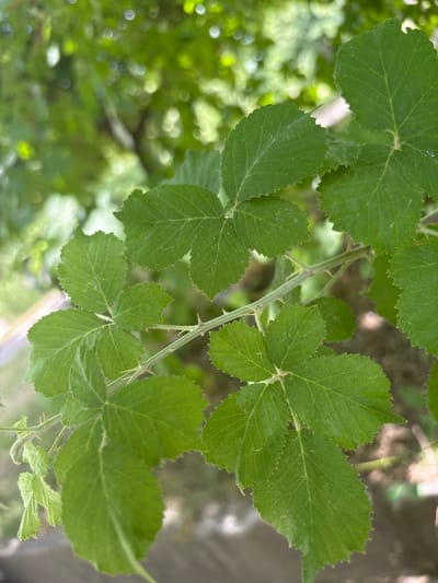 This media file is a close-up, vertically oriented photograph of a thorny plant branch with several green leaves. The leaves are compound, with individual leaflets that are ovate to lanceolate in shape and have serrated edges. Prominent veins are visible on the surface of the leaves. The stem of the plant is green and appears to be covered in small, sharp thorns. In the background, there is a soft, blurred view of more greenery, suggesting an outdoor setting, possibly a garden or wooded area. The lighting indicates it is daytime, with sunlight filtering through the foliage, creating bright highlights and soft bokeh effects. There are no people or discernible objects other than the plant itself. No text is visible in the image. The overall impression is one of lush, natural growth.