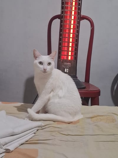 A white cat with green eyes is lying on a bed next to a red heater. The bed has a patterned yellow and beige sheet and a white blanket. The heater is positioned against a light grey wall. The image was taken indoors. No people are visible in the image. There is no information about the location in the city of Wilde, Argentina.