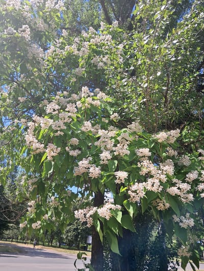 This is an outdoor, eye-level, vertical shot of a tree in bloom, with white flowers and green leaves filling most of the frame. The tree's branches are visible, with a thicker trunk on the right side of the image. The background is blurred but appears to be a park or garden setting, with more trees and a hint of a paved surface, possibly a road or sidewalk, on the right. The lighting suggests it is daytime, with bright sunlight illuminating the scene. There are no visible people or text. The overall impression is one of a serene and natural environment, possibly during late spring or early summer.