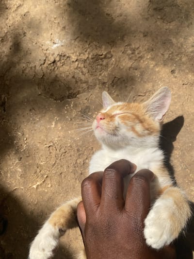 This close-up image, taken in Maigizo, Nigeria, captures a tender interaction between a human and a cat on a sunny day. The primary subject is a small, domestic cat, likely a kitten, with a coat that is predominantly white with distinct ginger or orange patches, particularly visible on its head, ears, and parts of its body and paws. The cat is lying on its back or side, with its eyes gently closed and a relaxed expression, suggesting it is either sleeping or enjoying being petted. Its pink nose and delicate white whiskers are clearly visible.
A dark-skinned human hand is seen gently holding or stroking the cat around its midsection, indicating a caring interaction. The setting is an outdoor environment with a rough, textured ground surface that appears to be dry earth or possibly cracked concrete. Strong, well-defined shadows cast by the cat and the hand indicate bright sunlight, suggesting the photograph was taken during the day, likely midday or afternoon. The overall atmosphere conveys a sense of peaceful companionship and warmth. There is no visible text in the image.