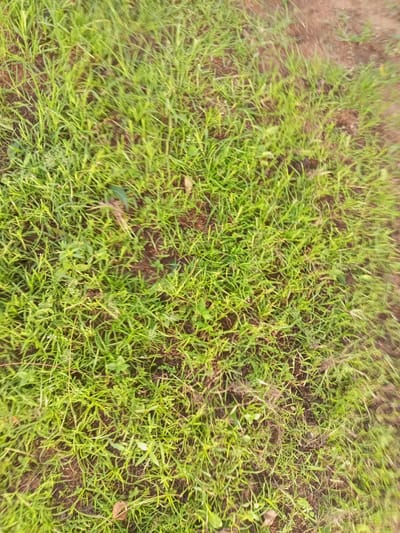 The image depicts a close-up, overhead view of a patch of dense, green grass interspersed with bare soil. The grass blades are thin and varied in length, with some appearing slightly wilted or brown. Small, sparse weeds and bits of dried leaf litter are also visible amongst the grass. The soil appears dry and reddish-brown in color. The lighting suggests it is daytime, with natural light illuminating the scene. There are no people, animals, or man-made objects clearly visible in the frame. The image does not contain any information that would allow for the identification of its specific location within Zinna, Nigeria.