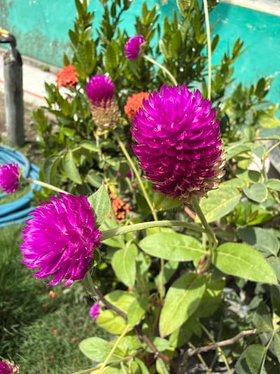 The image shows a close-up of several globe amaranth (Gomphrena globosa) flowers in varying stages of bloom. Two vibrant purple flower heads are the most prominent, one positioned at the top-center and the other in the lower-right quadrant. The flowers have a characteristic globular shape with densely packed petals. One flower exhibits some fading or drying at the base. Green foliage surrounds the flowers, including broad, ovate leaves and finer, needle-like leaves in the background. The flowers are seemingly located in a potted garden setting, with glimpses of a blue container in the lower center and a turquoise surface on the left. There is no evidence indicating its location is specifically Uleereuleung, Indonesia.