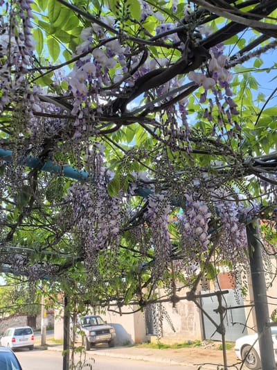 The image shows a street scene in Sapareva Banya, Bulgaria, beneath a pergola covered in blooming wisteria vines. The wisteria hangs in dense, lavender-colored clusters, partially obscuring the blue sky and surrounding foliage. Below, a street is visible with parked cars. A silver Mitsubishi SUV is parked on the right side of the street. The pergola structure is made of dark-colored wood, and what appears to be a blue-painted pipe. Buildings are visible in the background, some with white walls. The scene appears to be taken during daylight.