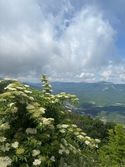 The image captures a scenic view from a mountainside overlooking the city of Gelendzhik, Russia. In the foreground, lush green foliage and clusters of white flowers, likely elderflower, dominate the frame, obscuring a portion of the distant landscape. The middle ground reveals a verdant, rolling mountain range covered in dense forest, with a visible town nestled within the valleys. The background features a hazy expanse of further mountain peaks under a sky partially obscured by dramatic, grey clouds and patches of blue sky. The overall impression is one of a natural vista with a human settlement integrated into the mountainous terrain.