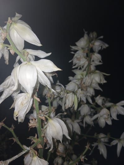 The image shows a close-up of a flowering plant with white blossoms against a dark background. The flowers appear somewhat wilted and dry. The plant has a green stem and some smaller brown dried parts are visible. The image is taken at night, as indicated by the dark background and the lighting on the flowers. There are no people or any identifiable man-made structures in the image. The context provided about the location in Dinskaya, Russia, is not visually verifiable from the image itself.