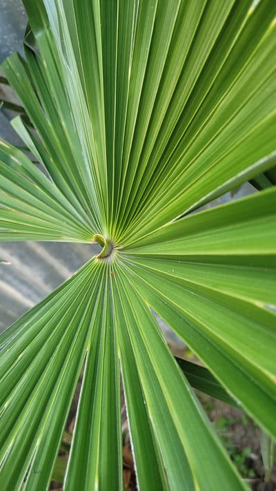 An extreme close-up shot captures the intricate details of a vibrant green palm leaf, its fronds fanning out from a central point. The leaf's surface displays prominent parallel veins, creating a textured and ribbed appearance. The lighting highlights the subtle variations in green, with some areas appearing brighter due to sunlight filtering through. In the background, a blurred, muted gray surface, possibly corrugated metal, is visible, suggesting an outdoor or semi-enclosed environment. The overall impression is one of natural symmetry and botanical detail. The image does not contain any people or actions. There is no discernible information in the image that would place it in Slavyansk-na-Kubani, Russia.