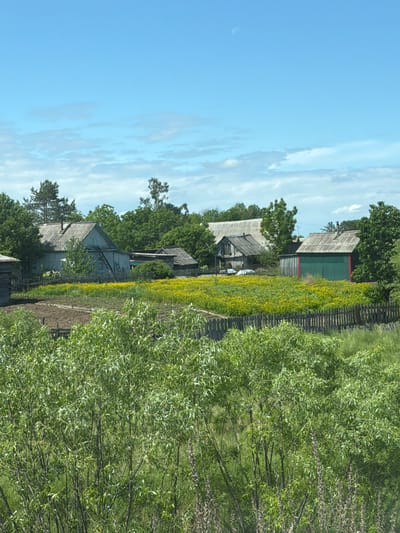 The image depicts a rural scene in Russia, likely in the city of Aur. In the foreground, a dense thicket of green foliage, possibly willow trees, dominates the lower portion of the frame, with some dry, stalk-like plants interspersed. Behind this, a rustic wooden fence runs horizontally across the midground. Beyond the fence, a field is densely planted with vibrant yellow flowers, creating a carpet of color. Several wooden structures, indicative of rural dwellings or outbuildings, are visible. One prominent house on the left is made of light-colored wooden planks and has a sloped, grey roof with a chimney. A ladder leans against the side of this house. Another structure, a shed painted green with a red trim, is situated to the right of the house. Further back, more trees and vegetation create a lush, green backdrop. The sky above is a clear, bright blue, with a few scattered, wispy white clouds. The moon, a sliver of white, is visible high in the sky. The overall impression is one of a serene, sun-drenched day in the Russian countryside.