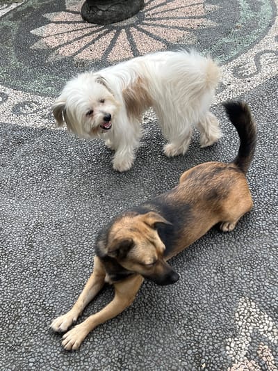 Two dogs are resting on a cobblestone-paved surface in Canggu, Indonesia. The first dog, on the left, is a small, fluffy white dog lying on its back with its head turned towards the camera, revealing an open mouth. The other dog, on the right, is a medium-sized dog with a brown and black coat, lying in a prone position with its front legs extended. The paved surface has a repeating small pebble pattern, with a portion displaying a radial sunburst design near the white dog. A dark, unidentified object is located next to the sunburst design.