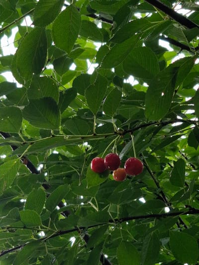The image shows a close-up view of cherry branches laden with fruit. The cherries are a deep red color, with some appearing almost black, and are attached to thin stems. They are clustered together on the branches, which are covered in vibrant green leaves. The leaves have a serrated edge and show signs of moisture, possibly from rain. The background is a blurred mix of green foliage and bright, out-of-focus light, suggesting an outdoor setting with dappled sunlight filtering through the leaves. The perspective is looking upwards into the tree canopy. There is no indication of Lviv, Ukraine, or any specific urban elements.