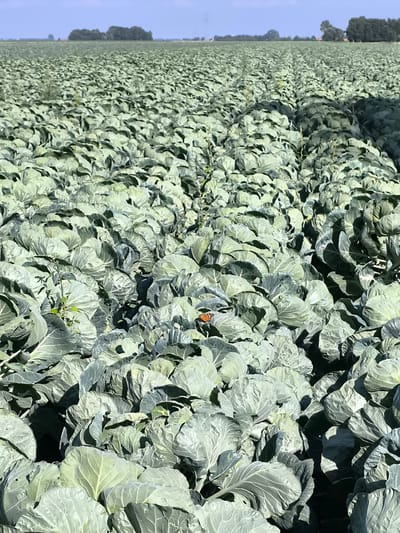 A vertical, eye-level, medium shot captures a dense field of tightly packed cabbage plants under a clear blue sky. The rows of cabbage stretch towards the horizon, with the plants appearing large and healthy, their broad leaves forming a textured green carpet. In the mid-ground, a small orange butterfly with black markings is perched on one of the cabbage leaves, adding a touch of color to the scene. The background is dominated by a distant line of trees and a hint of a building, suggesting a rural or agricultural setting. The lighting indicates it is daytime, with bright sunlight casting shadows across the foliage, highlighting the organic forms of the cabbage heads. The image appears to be taken in the agricultural region of Zuidschermer, Netherlands, a location known for its extensive farmlands.