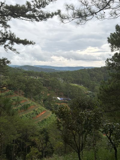 This is a landscape photograph taken in Xuan Truong - Da Lat, Vietnam, depicting a view of a forested hillside under a cloudy sky. The camera is positioned at an angle, likely looking downwards and sideways, creating a sense of looking from a higher vantage point into a valley or down a slope.
The foreground is dominated by pine trees, with their characteristic needles and branches framing the scene on the left and right. The middle ground reveals a terraced hillside, where agricultural activities are taking place. These terraces are marked by rows of reddish-brown soil and patches of green vegetation, suggesting cultivated crops or fields. Small structures, possibly agricultural sheds or homes, can be seen nestled amongst the trees on the hillside. A large blue tarp or roof is also visible on the slope, suggesting some form of shelter or covering.
Further in the distance, rolling hills covered in dense evergreen forests stretch towards the horizon. The layers of mountains fade into a hazy blue in the far background, indicative of atmospheric perspective.
The sky is overcast with significant cloud cover, with patches of brighter sky suggesting some sunlight breaking through. The overall atmosphere is somewhat subdued due to the cloudiness, but the lush greenery conveys a sense of natural abundance. The time of day is not definitively clear but appears to be daytime, likely late morning or afternoon given the lighting. No people are explicitly visible, but the presence of agricultural terraces and structures implies human activity and habitation in the area. No text is visible in the image.