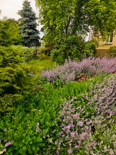 The image depicts a lush garden with a variety of plants and trees, located in the city of Dmitrov, Russia. In the foreground, a dense bed of green shrubs is interspersed with clusters of small purple flowers. Behind this, a larger planting of purple-flowered plants, possibly lavender or catmint, creates a hazy effect. To the left, a conical evergreen tree, likely a spruce or fir, stands tall amidst other green foliage. A mature deciduous tree with bright green leaves shades a portion of the scene. In the background, a yellow building with a white-framed window is partially visible, suggesting a residential or institutional setting. The overall impression is one of a well-maintained and vibrant garden, likely a private yard or park area within Dmitrov.