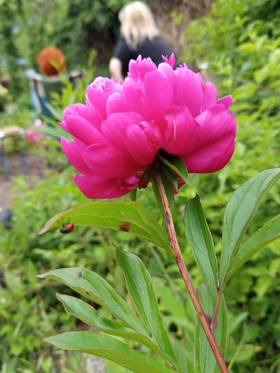 A bright pink peony flower is in the foreground, with its petals unfurled. The flower is in focus, and its stem and leaves are visible below. A small red and black insect, possibly a ladybug, is on a leaf to the left of the flower. In the background, a person with blonde hair is out of focus, wearing a dark shirt. There is also an orange, spherical object on a stand. The scene appears to be in a garden, with lush green foliage surrounding the flower. The image was taken in Lermontov, Russia.