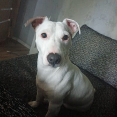 A white-and-tan dog with brown eyes and floppy ears sits on a dark gray sofa. The dog is facing forward, with its head tilted slightly. Its nose is black and heart-shaped. The background is blurred, but appears to be an indoor setting. There are no people in the image. The location is not specified in the image.