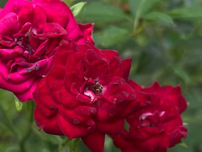 This media file features a close-up, shallow-depth-of-field photograph of several deep red roses with velvety petals. The focus is on the intricate layering of the petals, with some showing signs of wilting and subtle dark speckling, particularly on the center rose. The vibrant red of the roses contrasts with a soft-focus background of green foliage, suggesting an outdoor garden setting. The lighting appears natural, possibly indicating daytime. There are no people, animals, or visible text present. The image is captured from a slightly elevated angle, looking down at the blooms. The overall mood is one of natural beauty and the ephemeral nature of flowers. The location context is Novopokrovskaya, Russia.