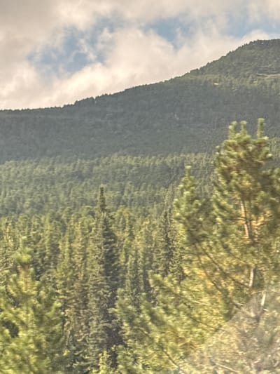 The image captures a dense evergreen forest covering a hillside that slopes upwards towards a mountain peak partially obscured by clouds. The foreground is dominated by the tops of numerous pine trees, with some appearing closer and more distinct than others. The trees are a vibrant green, with sunlight illuminating sections of the canopy, creating a dappled effect. The mountain slope is densely forested, with the individual trees blurring into a textured green mass. The sky above is a mix of pale blue and white clouds, suggesting a bright but possibly overcast day. The overall scene is natural and serene, depicting a wilderness area in T/B Seminskii Pereval, Russia. There are no people, animals, or man-made structures visible in the image.