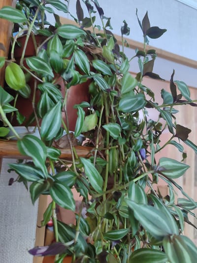 The image shows a close-up of a vibrant green wandering dude plant (Tradescantia zebrina) with distinctive silver and dark purple stripes on its leaves. The plant is lush and cascading, with many stems and leaves densely packed together. Some leaves are a bright green with lighter green or silver stripes running lengthwise, while others have more prominent dark purple undersides and edges. The plant is in a brown pot, partially visible in the background, and appears to be hanging or placed on a shelf, indicated by wooden structures in the frame. The lighting suggests an indoor setting, possibly near a window, with a soft, diffused light. The background is out of focus but shows hints of a wall and possibly other household items. No people are visible in the image. The overall impression is one of a healthy, well-cared-for houseplant. The location context of Tuapse, Russia, is noted, but no specific visual cues within the image directly confirm this.