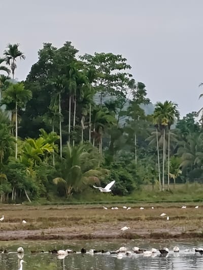 The image depicts a rural landscape in Blangneubok, Indonesia. In the foreground, a body of water is visible, populated by several white and dark waterfowl, possibly ducks or geese, floating and interacting. Behind the water, a muddy field stretches out, sparsely populated by white birds, likely egrets or similar wading birds. Further back, a lone egret is captured in mid-flight, soaring above the field. The background is dominated by a dense collection of palm trees and other lush green vegetation, with a misty, overcast sky above. The overall scene conveys a tranquil, natural environment.