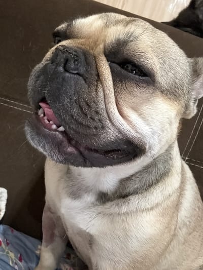 A fawn and brindle French Bulldog is depicted in a close-up, head-and-shoulders portrait, facing slightly left and upwards with its mouth partially open. The dog's short fur displays lighter fawn and cream tones on its body, transitioning to darker brindle and grey markings on its head, particularly around the muzzle and eyes. Its left eye (viewer's right) is partially closed, showing some dark ocular tissue, while the right eye is largely obscured by facial folds. A pink tongue is visible within its open mouth, along with several small, white lower teeth. The dog's front left leg is partially visible, showing a reddish, possibly irritated or shaved, area on its inner surface. The dog is positioned against a brown, textured surface with prominent white stitching, consistent with a leather or faux-leather sofa. In the lower left corner, a blue and white patterned fabric, likely a blanket or textile, is partially visible, along with a small portion of a white fabric item. The scene is an indoor setting, located in the city of Anton, Bulgaria.