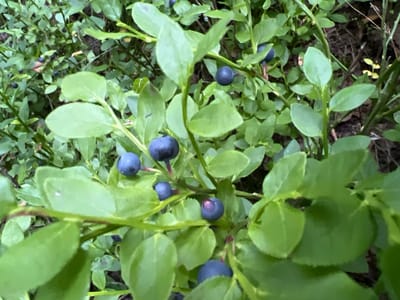 The image shows a close-up view of a blueberry bush with ripe blueberries. The bush is characterized by numerous green leaves and several dark blue, round berries. The background consists of more foliage and some darker, out-of-focus areas suggesting a natural, wooded environment. The image is taken in the city of Asipovichy, Belarus.