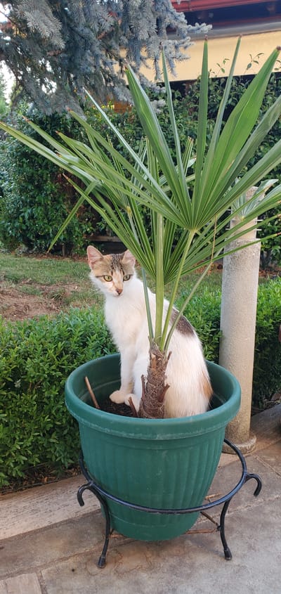 A calico cat with white, brown, and black markings is nestled inside a large, ribbed, dark green plastic planter. The planter is elevated on a black metal stand. The cat's head is turned towards the camera, with bright green eyes and a curious expression. One of its front paws rests on the soil and exposed roots within the planter. A large, fan-shaped palm frond extends upwards and to the left, partially obscuring the cat. The planter sits outdoors on a paved surface, with lush green foliage and a conifer tree visible in the background. The lighting suggests it is daytime, likely sunny. The scene is set in a garden or yard. There is no visible text.