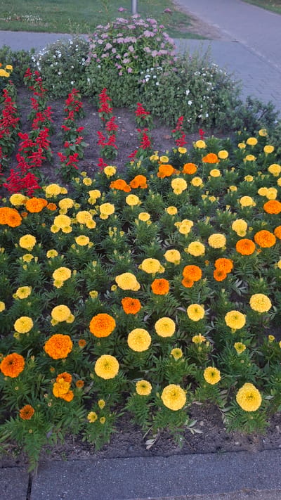 A flower bed filled with marigolds in varying shades of yellow and orange is displayed in the foreground of the image. The marigolds are densely planted and their green foliage creates a backdrop for the vibrant blooms. In the middle ground, several stalks of red salvia add a contrasting splash of color. Behind the salvia, there are bushes with small white and pink flowers, and further in the background, green grass and a paved walkway are visible. The image appears to be taken outdoors in a public space, possibly a park or garden. The location is Stowbtsy, Belarus.