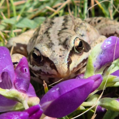 A close-up, low-angle shot shows a frog peeking out from behind vibrant purple lupine flowers. The frog has textured, light brown and gray skin with dark stripes across its body and face. Its large, dark eyes with golden rims are clearly visible, with one eye looking directly at the camera. The frog is partially obscured by the broad, smooth petals of the lupine flowers, which are a rich purple with some lighter green accents at their base. A few thin, dry strands of grass or straw are interspersed among the flowers and around the frog. The background is a blur of green foliage and brown earth, suggesting an outdoor, natural setting. The lighting is bright, highlighting the textures of the frog's skin and the sheen on the flower petals. No text is visible in the image. The setting appears to be a natural environment, possibly a garden or meadow, in Novo-Stroyka, Russia.