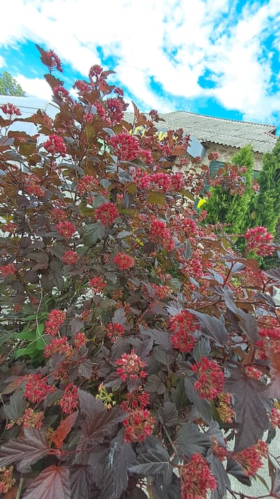 A large shrub with dark red leaves and clusters of small red flowers is in the foreground. The shrub is in front of a building with a gray, tiled roof and some greenery. The sky above is blue with white clouds. There are no people or animals visible in the image. The scene appears to be outdoors in a city setting, likely Vinnytsia, Ukraine, given the building's architecture and the type of vegetation.