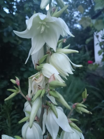 A cluster of white yucca flowers is in bloom, with several buds and open blossoms visible. The flowers are on a tall stalk with green sepals. In the background, out of focus, is dense green foliage and a hint of a white structure. A small red flower is also visible in the background. The lighting suggests it is either early morning or late evening. The image was taken in Donetsk, Ukraine.