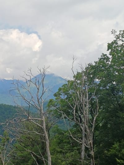 The image shows a mountainous landscape with trees in the foreground. Two bare, gnarled trees dominate the center and left of the frame, their intricate branches stark against the sky. Behind them, a lush green forest covers rolling hills, leading up to a distant, mist-shrouded mountain peak. The sky is a pale blue, filled with fluffy white clouds. The overall impression is one of natural beauty and tranquility. This scene is likely from the city of Estosadok, Russia, a popular mountain resort town known for its stunning natural scenery and outdoor recreational opportunities.