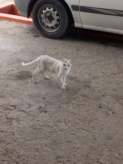 The image features a lean white cat standing on a textured concrete surface in what appears to be an outdoor or semi-sheltered area. The cat has pristine white fur, piercing blue eyes, and subtle, faint dark markings on its head, specifically between its ears and above its left eye. It is facing towards the left side of the frame but looking directly at the camera with an alert and curious expression. Its tail is slightly curled upwards.
In the background, occupying the upper left and central-right portions of the image, is the front left side of a white car. The car's grey fender and a black protective trim strip running along the side are visible. A black tire with a grey metallic rim is clearly seen. Below the car's body, a distinct orange-red concrete or painted barrier runs horizontally across the frame. The car itself appears somewhat dusty or aged.
The ground is a rough, grey concrete or asphalt surface, characterized by various textures, small pebbles, and uneven patches. The lighting suggests it is daytime, possibly under an overcast sky or within a structure that provides diffused light, as there are no strong, defined shadows. There are no visible people or discernible text in the image. The scene is set in El Dátil, Venezuela.