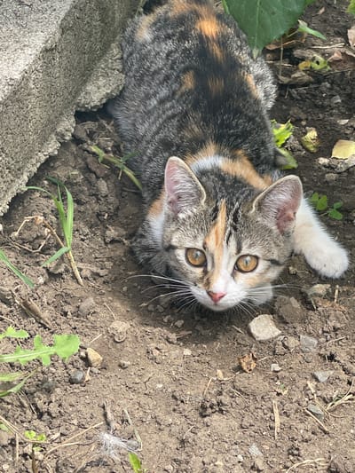 A calico kitten is partially concealed by a concrete block and foliage, looking directly at the camera. The kitten has a tortoiseshell pattern of grey, black, orange, and white. Its large, amber eyes are wide open, and its white whiskers are prominent. The kitten is lying on dark, loose soil with scattered small stones, dried leaves, and green shoots of grass. In the background, a large green leaf is visible. The scene appears to be outdoors, possibly in a garden or yard. There are no people or other animals present. The location is identified as the city of Sredny, Russia.