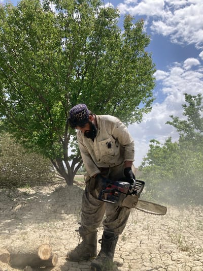 A man in Qilla Saifullah, Pakistan is using a chainsaw to cut a tree. He is wearing a blue patterned head covering, a long-sleeved shirt, and boots. The ground is dry and cracked. There are other trees and blue sky with white clouds in the background.