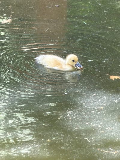 A small, fluffy, yellow duckling is swimming in murky green water. The duckling is facing towards the left of the frame, with its beak dipping into the water. Its body is mostly submerged, with only its head and a portion of its back visible. The water is disturbed, with ripples spreading out from the duckling, indicating movement. There are some floating particles and debris on the surface of the water, and the overall scene is dimly lit. The background is a dark, abstract blur of green and brown, with some lighter speckles that could be reflections or light shining through the water. There is no visible text in the image. The setting appears to be a natural body of water, possibly a pond or a slow-moving stream, in a park or natural area. The time of day is difficult to determine due to the lighting conditions. The image conveys a sense of a young, vulnerable creature exploring its environment.