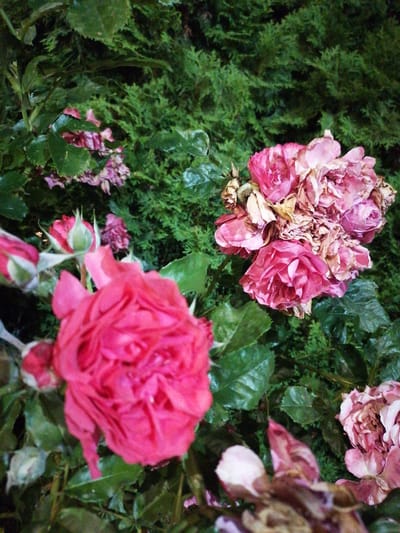 In the foreground, a large, vibrant pink rose is in full bloom, its petals tightly furled and layered. To the right, a cluster of roses, some in bloom and others wilting with dry, brown petals, are partially obscured by green leaves. The background is a dense, dark green hedge, possibly thuja or cypress, with its textured foliage providing a stark contrast to the soft blooms. The lighting suggests it is either dusk or night, with artificial light illuminating the roses. The image appears to be taken outdoors, likely in a garden. There are no people or animals visible in the frame. The scene is static and focuses solely on the floral subjects. The location, Durankulak, Bulgaria, is a coastal village known for its natural beauty and proximity to the Black Sea, which may influence the types of plants and the general environment depicted, although no specific landmarks of Durankulak are discernible in this close-up shot of roses and foliage.