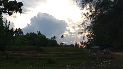 A wide shot captures a serene landscape at dusk in Pasi ie Leubeue, Indonesia. The sky is a dramatic canvas of light and shadow, with a large, luminous cloud formation dominating the center, tinged with the warm hues of the setting sun. Silhouetted against this celestial backdrop are several palm trees, their slender forms reaching towards the sky. The foreground is a mix of lush green grass and what appears to be cultivated land, possibly rice paddies, with some areas showing evidence of dried vegetation or mulch. A simple, rustic structure, possibly a small hut or shed, is visible on the right side of the image, with a pile of cut wood nearby. The scene is framed by the dark, leafy branches of trees on both the left and right edges, adding depth and a sense of enclosure. The overall impression is one of tranquility and natural beauty, characteristic of a rural Indonesian setting.