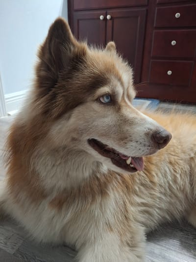 A medium shot photograph shows a Siberian husky lying on a wooden floor. The dog has tan and white fur and bright blue eyes. Its mouth is slightly open, with its tongue hanging out. The dog is looking to the right of the frame. In the background, there is a dark wooden cabinet with silver knobs. The floor appears to be laminate wood flooring. The lighting is natural, coming from the left of the frame. The image is focused on the dog's head and upper body.