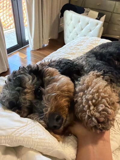 A dog with curly, dark and tan fur is lying on a white quilted bedspread. The dog's head is resting on a person's arm. The background shows a glass door with beige curtains, wooden flooring, and a chest of drawers with a tufted white chair. This scene is in a bedroom in Pinecrest, Florida, United States of America.