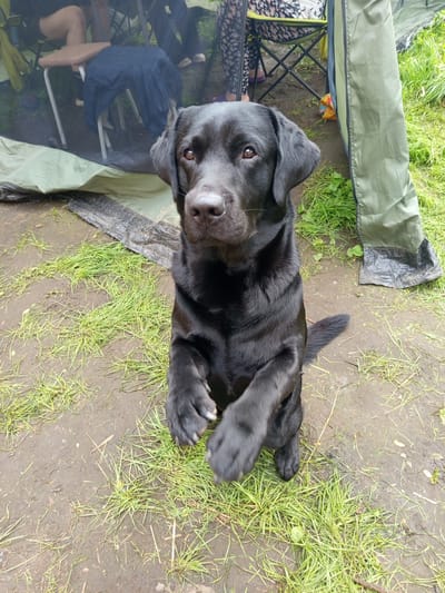 A black Labrador dog lies on its back on muddy ground with sparse grass. The dog's head is turned towards the camera, its mouth slightly open and its eyes looking forward. Its paws are splayed out. In the background, to the left of the dog, is a green tent with a black tarp partially covering the ground. A camping chair with some items on it is visible under the tent. The scene appears to be outdoors, likely in a camping or picnic area, given the presence of the tent and chair. The lighting suggests it is daytime, and the muddy ground indicates recent rain or damp conditions. The dog appears relaxed and possibly playful. There is no visible text in the image. The provided location context is Ostrovtsy, Russia.