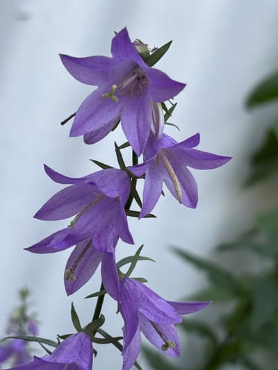 A close-up, vertical, eye-level shot features a cluster of bell-shaped purple flowers on a green stem. The flowers are oriented diagonally from the bottom left to the top right of the frame. The background is a softly blurred, light gray with patches of green foliage visible on the right. The flowers are the primary subject, with their delicate petals and prominent stamens. The lighting is diffused, creating soft shadows and highlighting the texture of the petals. The image appears to be taken outdoors, possibly in a garden or natural setting. The specific location in Ворошиловка, Kazakhstan, is not discernible from the visual information provided in the image.