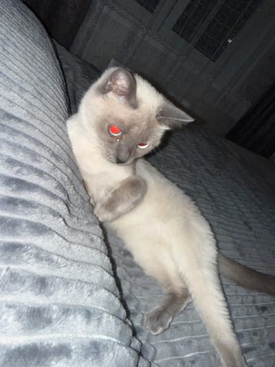 A light-colored cat with bright red eyes is lying on a textured grey surface. The cat is positioned diagonally, facing towards the right side of the frame, with its head tilted down and its paws tucked in. The background consists of dark grey fabric with a subtle patterned texture. No specific location within the city of Slonim, Belarus, can be determined from the image.