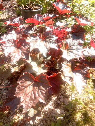 The image shows a close-up view of dark red and burgundy heuchera plants, also known as coral bells, growing outdoors in what appears to be a garden setting. The plants have large, lobed leaves with ruffled edges, and the colors range from deep red to purplish-brown, with some leaves showing lighter, almost silvery undersides or highlights from the sunlight. The plants are in various stages of growth and overlap each other. They are situated on a bed of light-colored gravel and some dry grass. In the background, partially obscured, is a black plastic pot containing a plant with green foliage. The overall lighting suggests a bright, sunny day, with strong highlights and shadows cast on the leaves and the ground. The scene depicts an outdoor botanical element, likely a garden bed or border, in a temperate climate. The specific location in Первомайская, Russia, is not evident from the visual details alone.