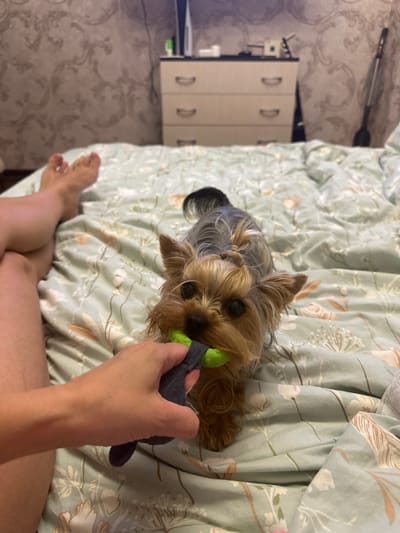 A Yorkshire Terrier dog is on a bed, chewing on a green toy held by a person's hand. The dog has its ears perked up and is looking towards the camera. The bed is covered with a light blue duvet featuring a floral pattern. In the background, a dresser with drawers and a vacuum cleaner are visible. The image appears to have been taken indoors, likely in a bedroom, and is set in Verkhniy Yurt, Russia.