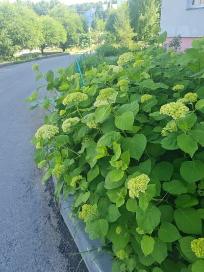 The image captures a lush green hydrangea bush with clusters of pale green flowers blooming along a roadside in Dmitrov, Russia. The bush is situated next to a paved asphalt road with a grey concrete curb. In the background, several trees with dense green foliage are visible, and beyond them, a light-colored building with a pink section is partially obscured by vegetation. A thin, green metal fence runs along the edge of the road, separating it from the greenery. The scene is illuminated by natural daylight, casting soft shadows. There are no people or animals present in the image.