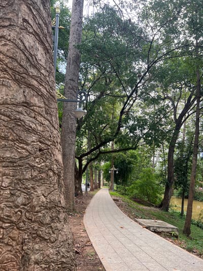 The image shows a paved pathway curving through a park in Siem Reap, Cambodia. The pathway is bordered by a large tree trunk on the left and dense foliage and tall trees on the right. A small bird is perched on a concrete structure near the pathway. A muddy river is visible to the right of the pathway, lined with trees. Streetlights with ornate gold accents are positioned along the pathway, hinting at the park's maintenance and accessibility. The overall atmosphere is serene and natural, suggesting a well-maintained public space within the city.